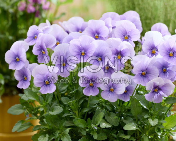 Viola cornuta Viola cornuta