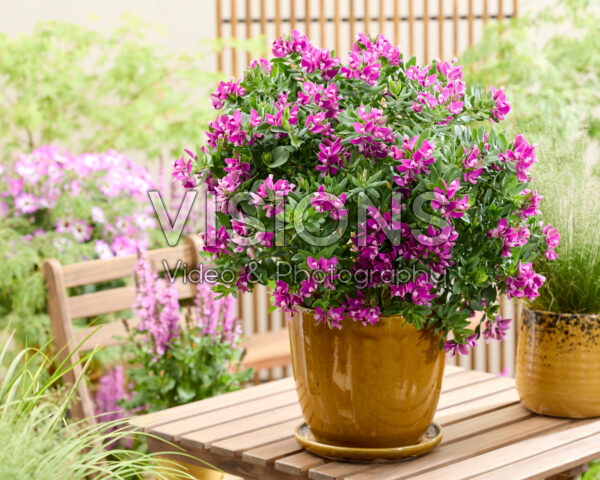 Polygala myrtifolia