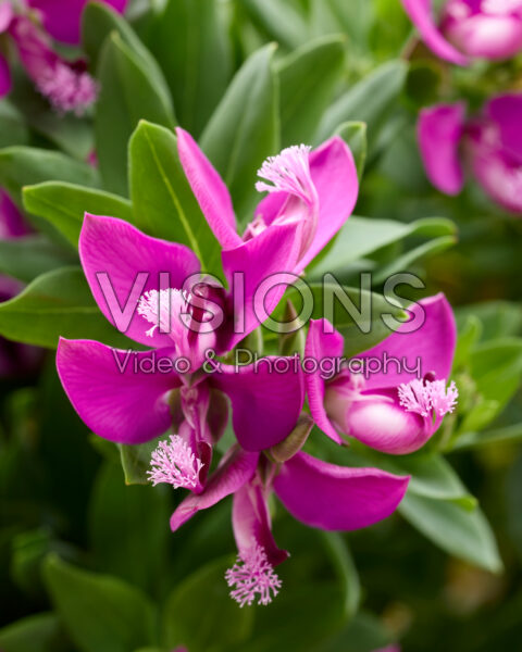Polygala myrtifolia
