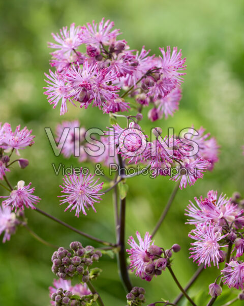 Thalictrum Black Stockings