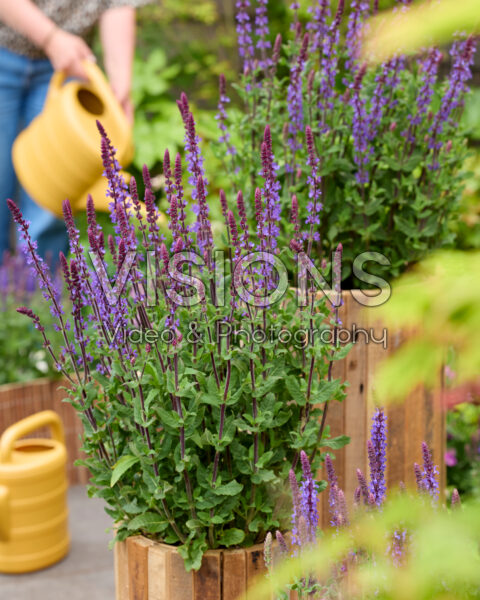 Salvia nemorosa