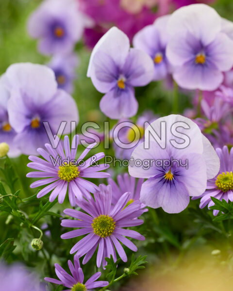 Brachyscome, Viola Brachyscome, Viola