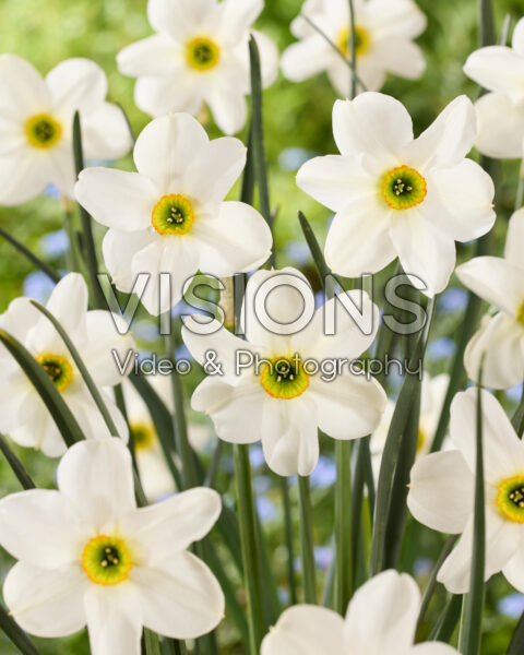 Narcissus Greenpark