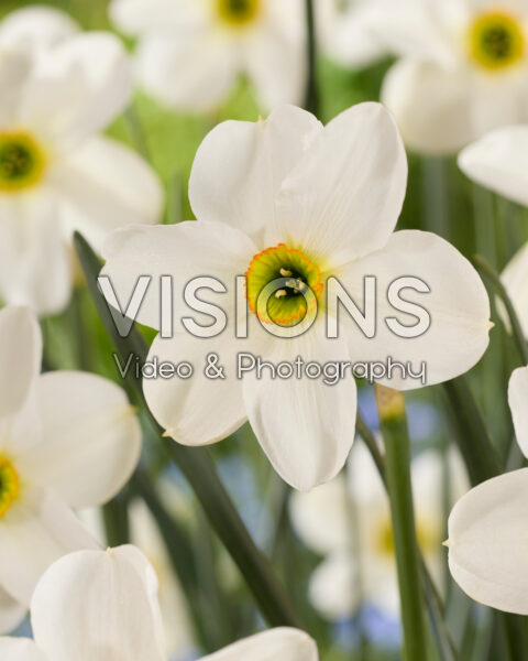 Narcissus Greenpark