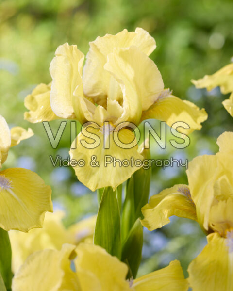 Iris Stockholm Iris Stockholm