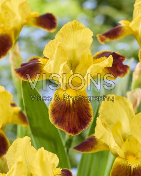 Iris Hot
