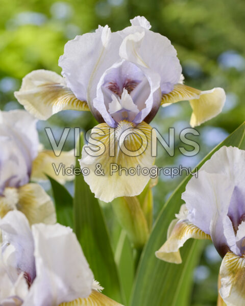 Iris Alsterquelle