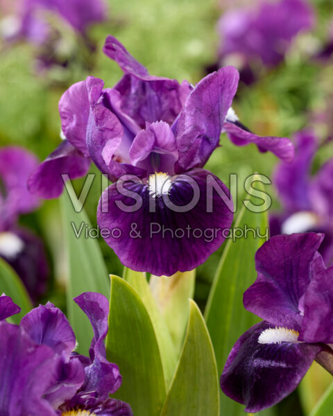 Iris Wish Upon a Star Iris Wish Upon a Star