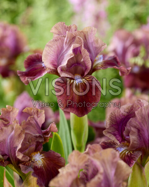 Iris Irish Ruby