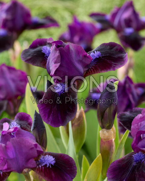 Iris Dark Crystal