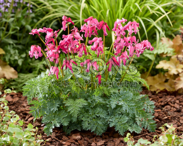 Dicentra Passion Hearts