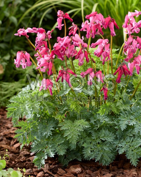 Dicentra Passion Hearts