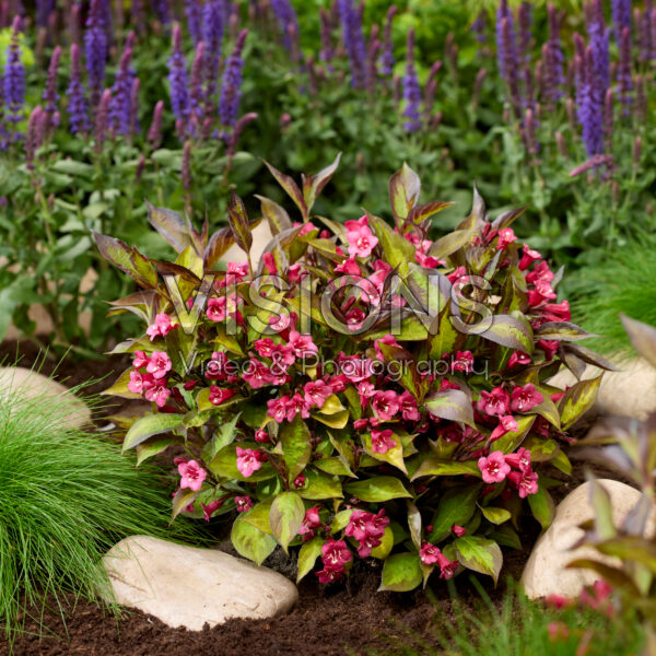 Weigela Twilight Rouwette Weigela Twilight Rouwette