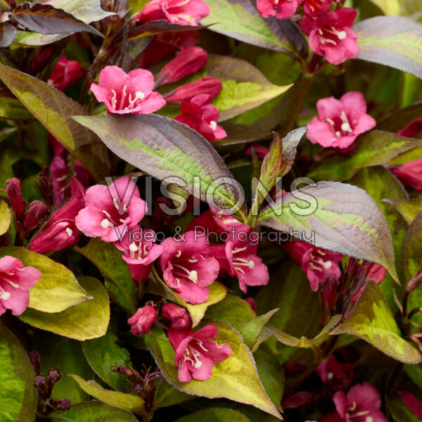 Weigela Twilight Rouwette