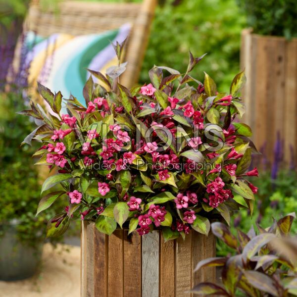 Weigela Twilight Rouwette Weigela Twilight Rouwette