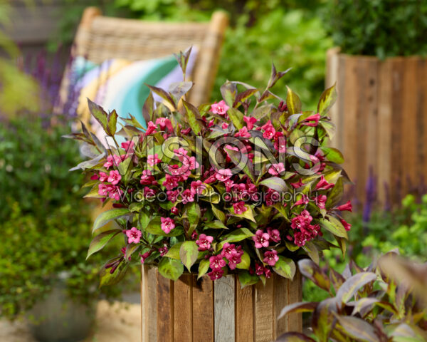 Weigela Twilight Rouwette