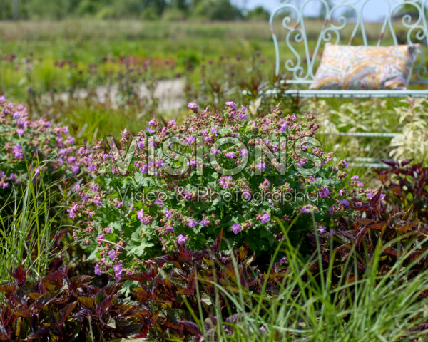 Geranium macrorrhizum BeePub®