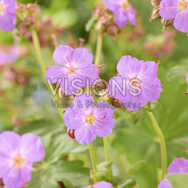 Geranium macrorrhizum BeePub®