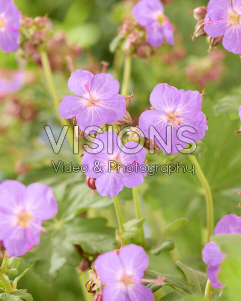 Geranium macrorrhizum BeePub®