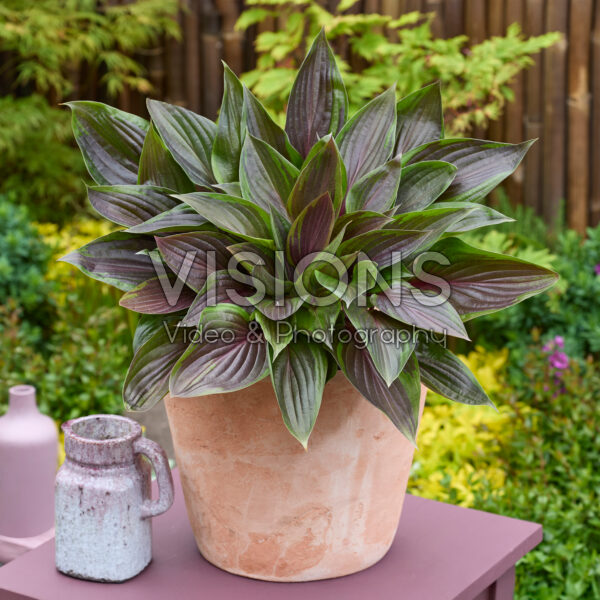 Hosta Red Ninja® Hosta Red Ninja®