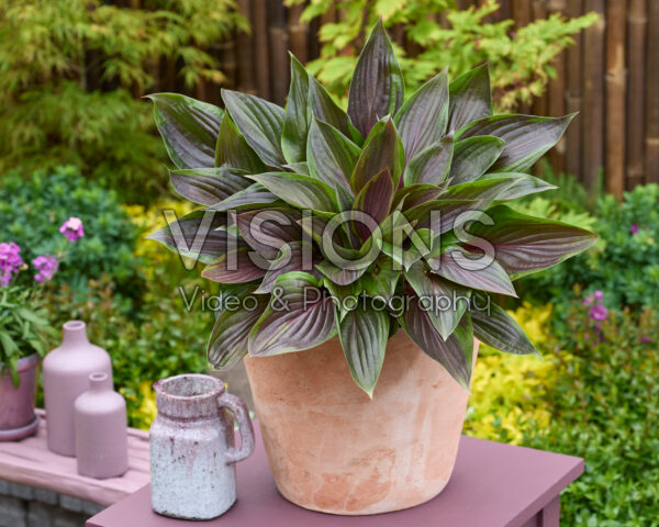 Hosta Red Ninja®