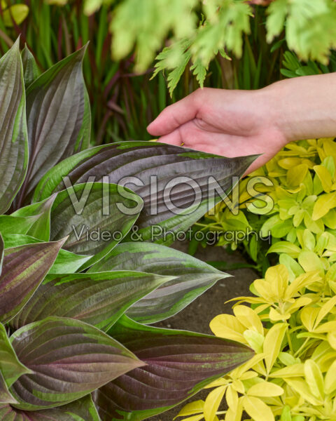 Hosta Red Ninja®