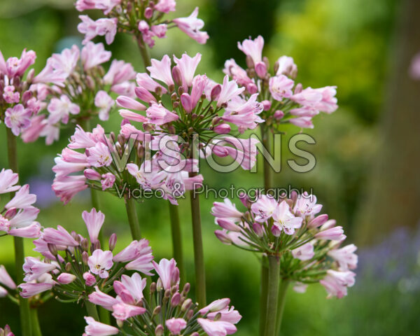 Agapanthus Everpanthus® Poppin'® Pink