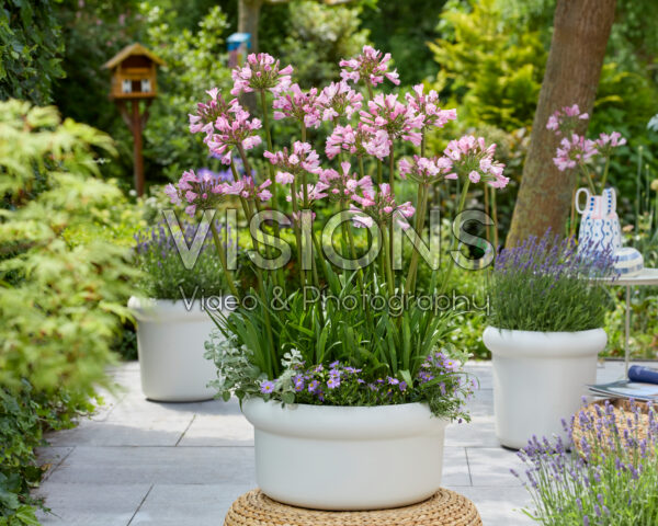 Agapanthus Everpanthus® Poppin'® Pink Agapanthus Everpanthus® Poppin'® Pink