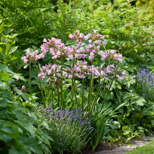 Agapanthus Everpanthus® Poppin'® Pink