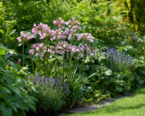 Agapanthus Everpanthus® Poppin'® Pink