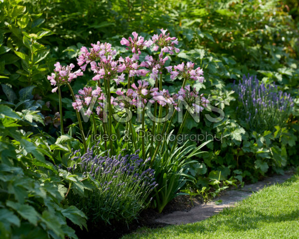 Agapanthus Everpanthus® Poppin'® Pink