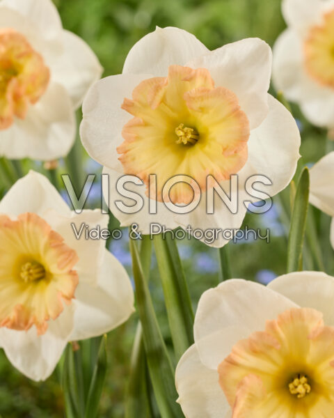 Narcissus Pink Sparkler