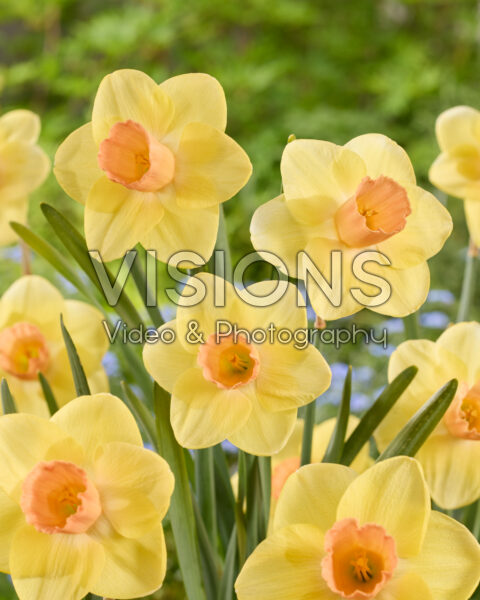 Narcissus Better Still