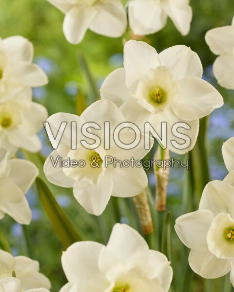 Narcissus Theo Sanders