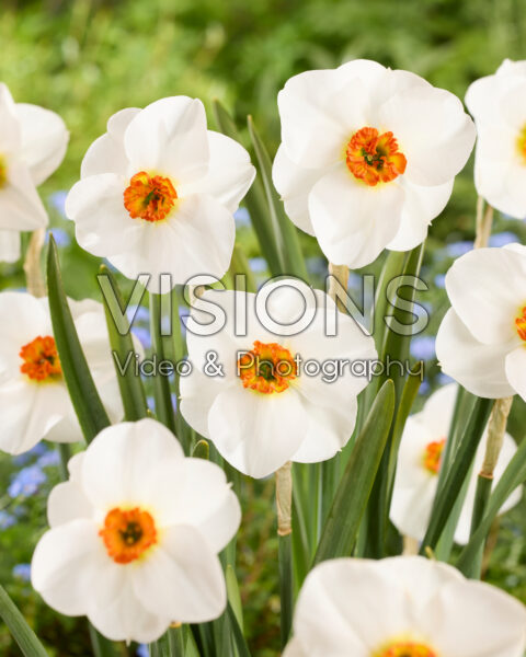 Narcissus Killearnan