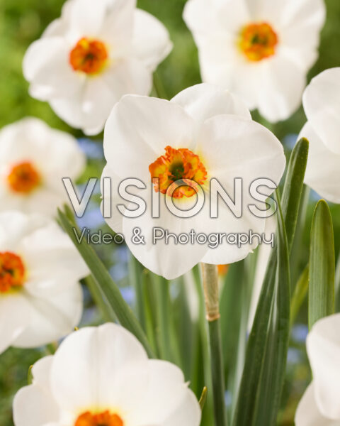 Narcissus Killearnan Narcissus Killearnan