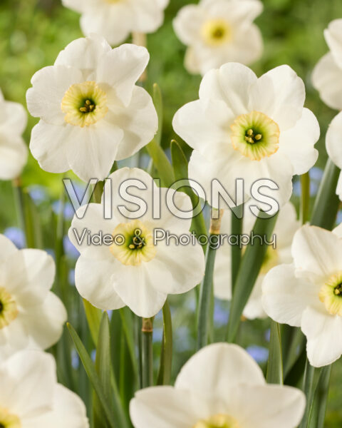 Narcissus Gracy's Green