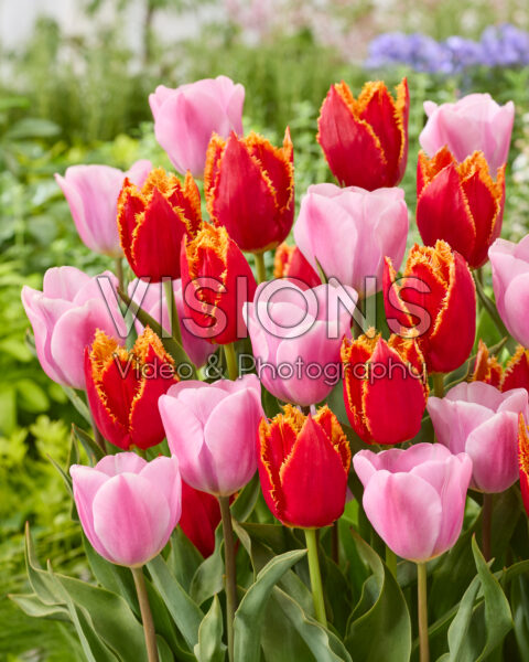 Tulipa Fabio, Synaeda Amor Tulipa Fabio, Synaeda Amor
