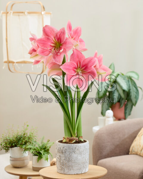 Hippeastrum Crystal Dream