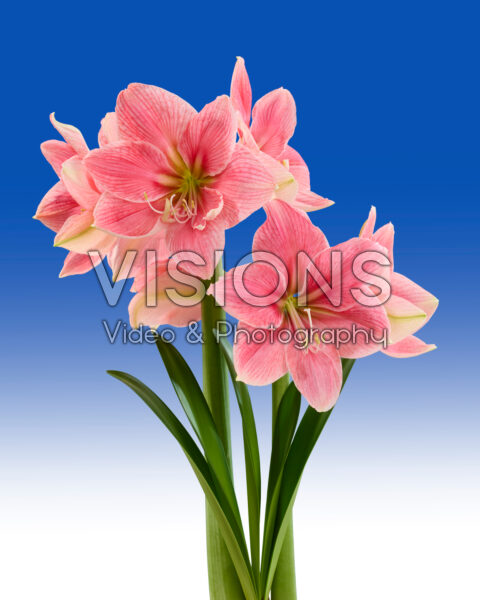 Hippeastrum Crystal Dream Hippeastrum Crystal Dream