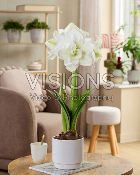 Hippeastrum Wimbledon