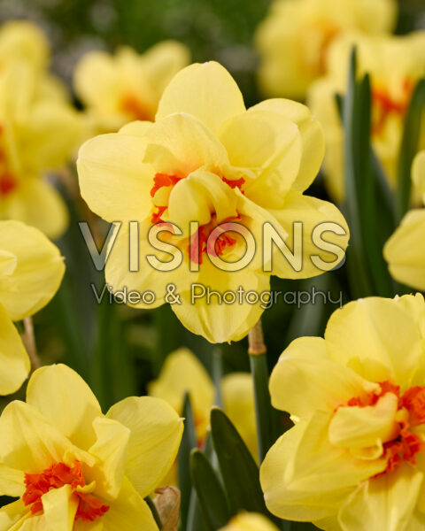 Narcissus Ascot