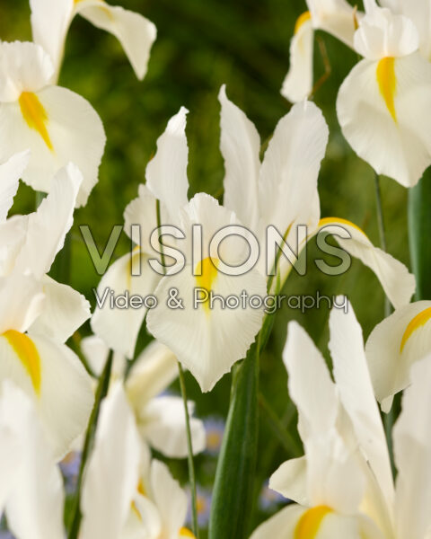 Iris White Excelsior