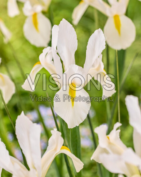 Iris White Excelsior
