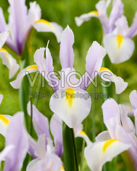Iris King Mauve