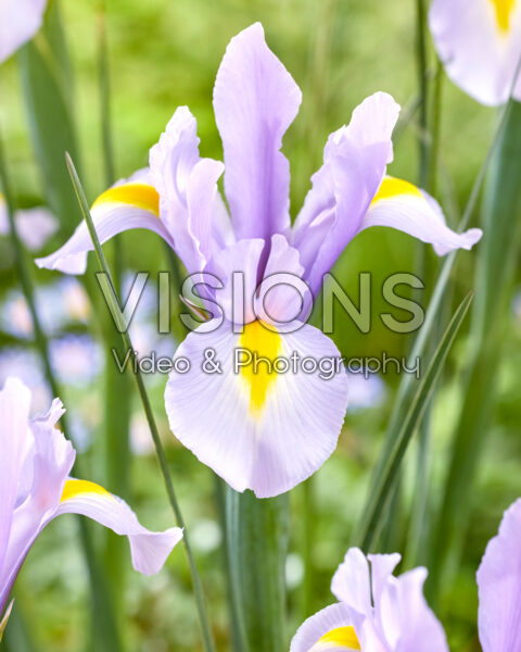 Iris King Mauve