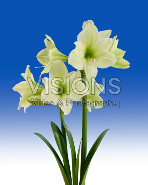 Hippeastrum Luna