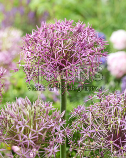 Allium cristophii