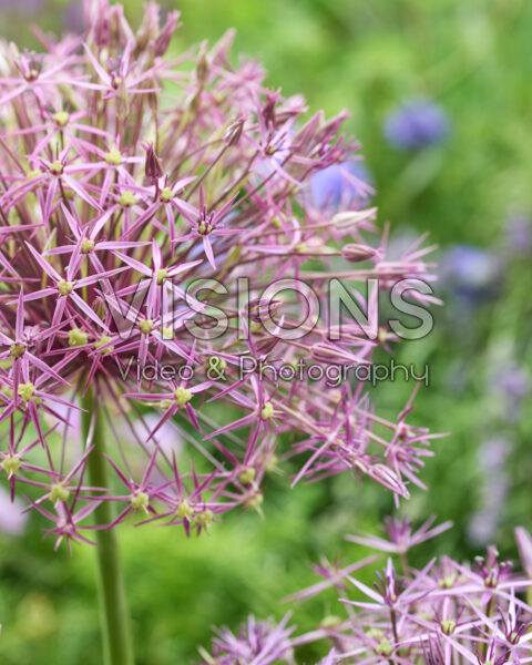 Allium cristophii