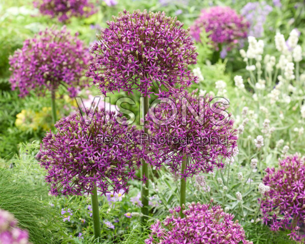 Allium Miami